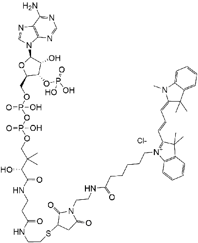 CoA-Cy3 