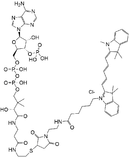 CoA-Cy5